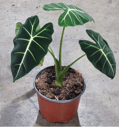 6" Alocasia Frydek